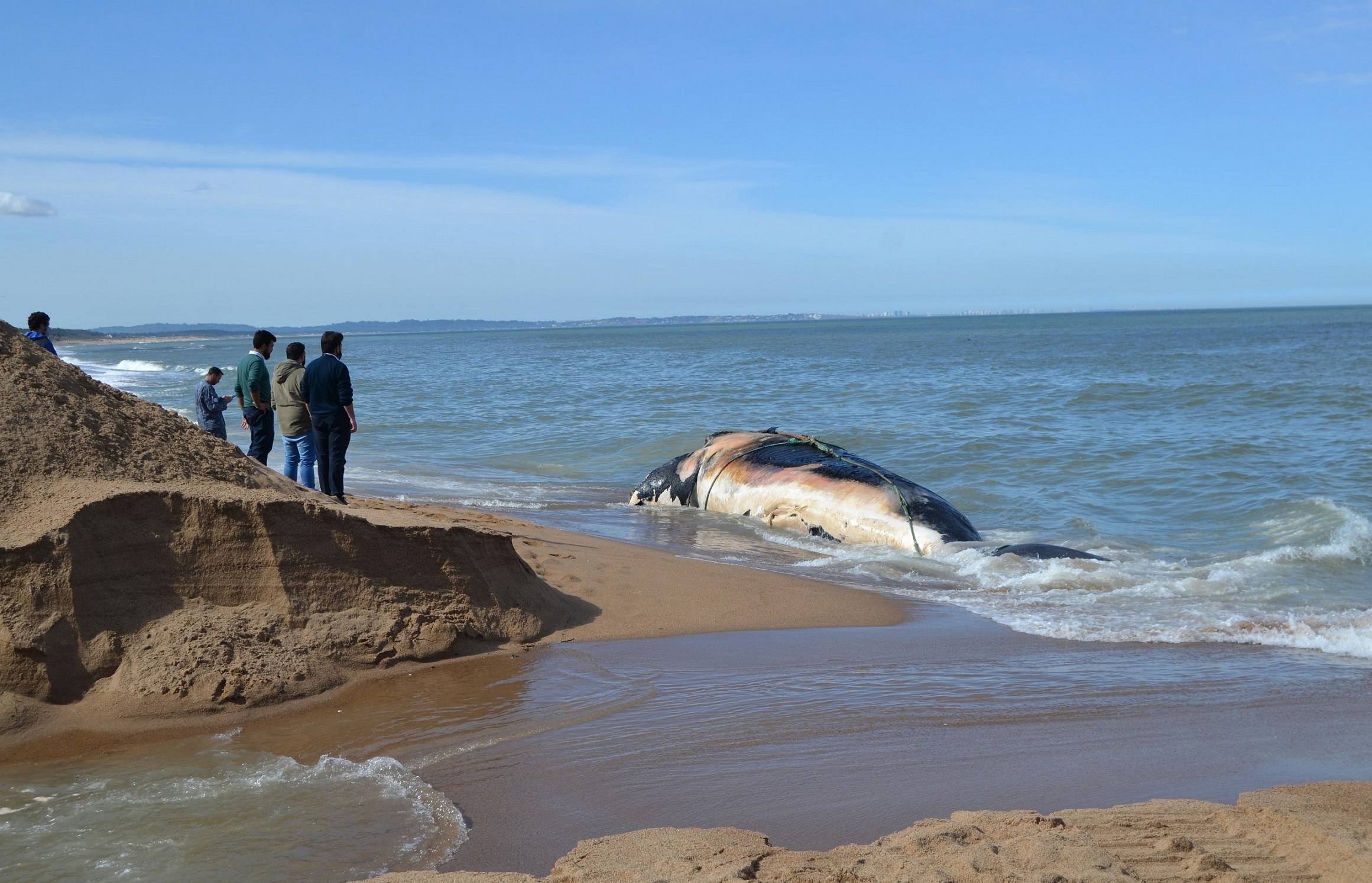 Ballena-4