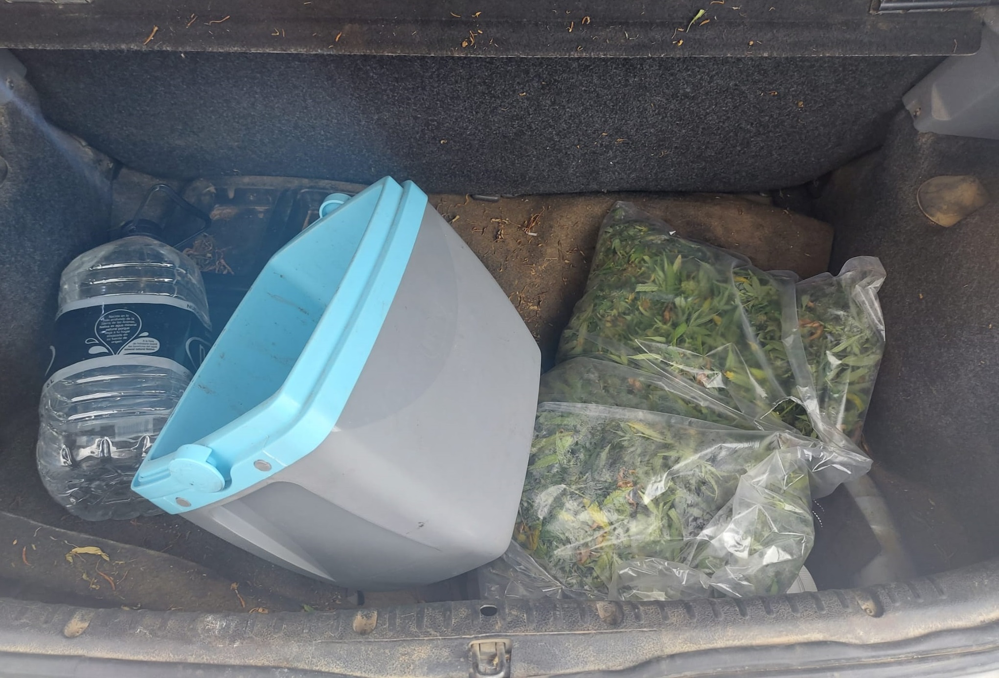Clio_Marihuana-2