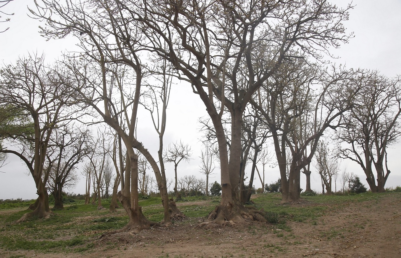 Plantacion-0