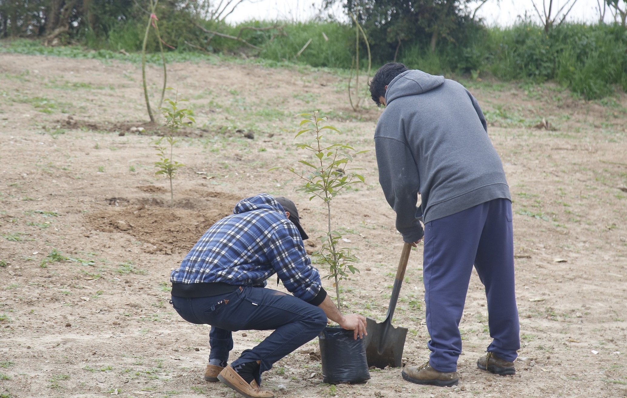 Plantacion-4