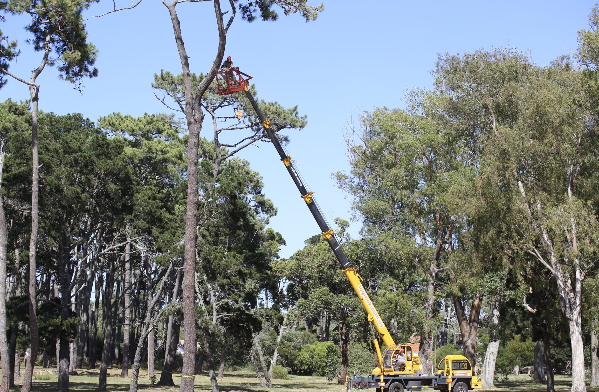 Relevamiento_Arboles-2