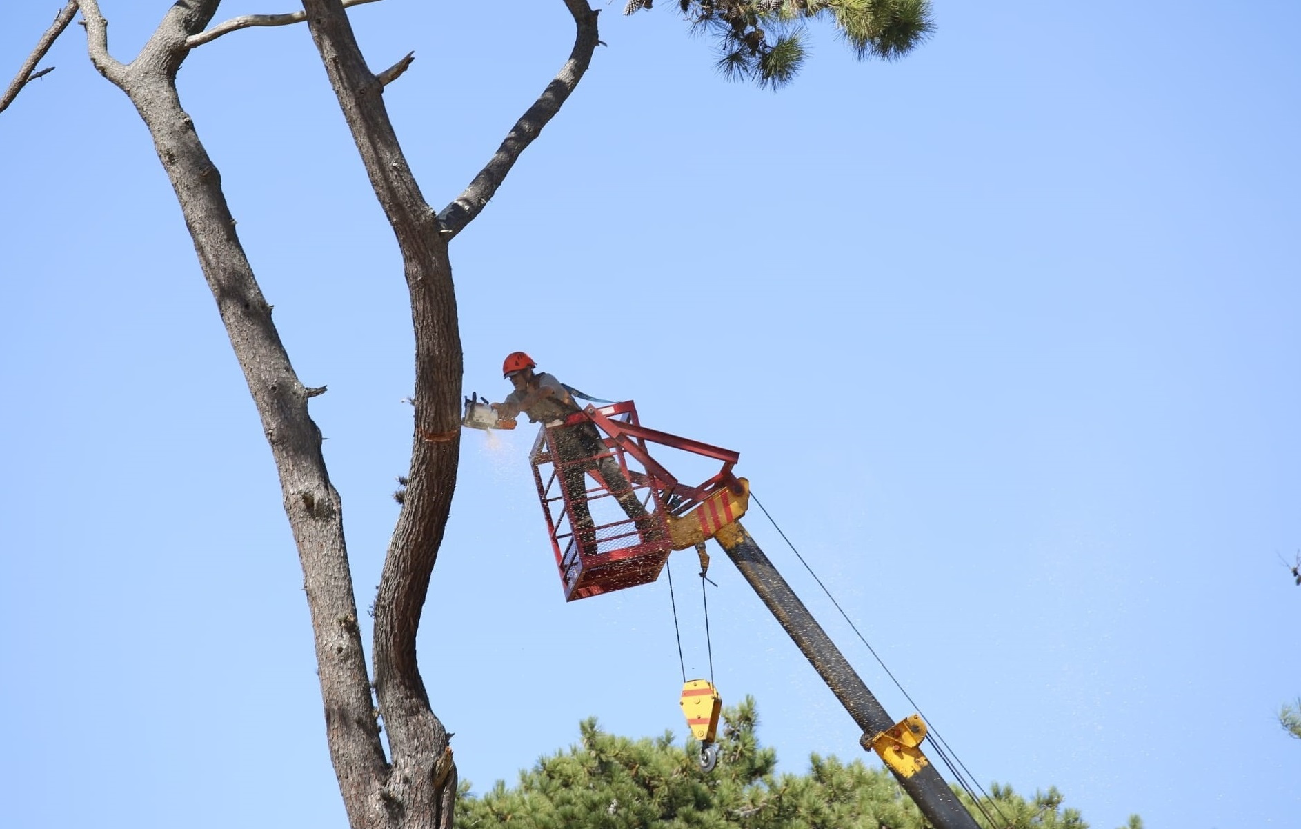 Relevamiento_Arboles-4