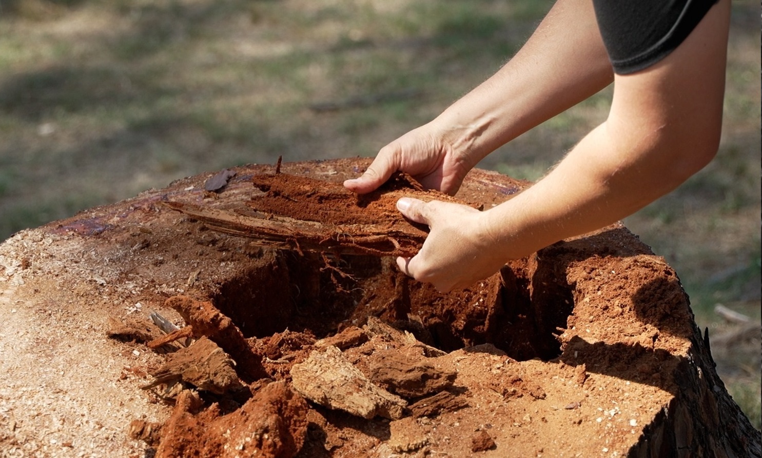 Relevamiento_Arboles-6