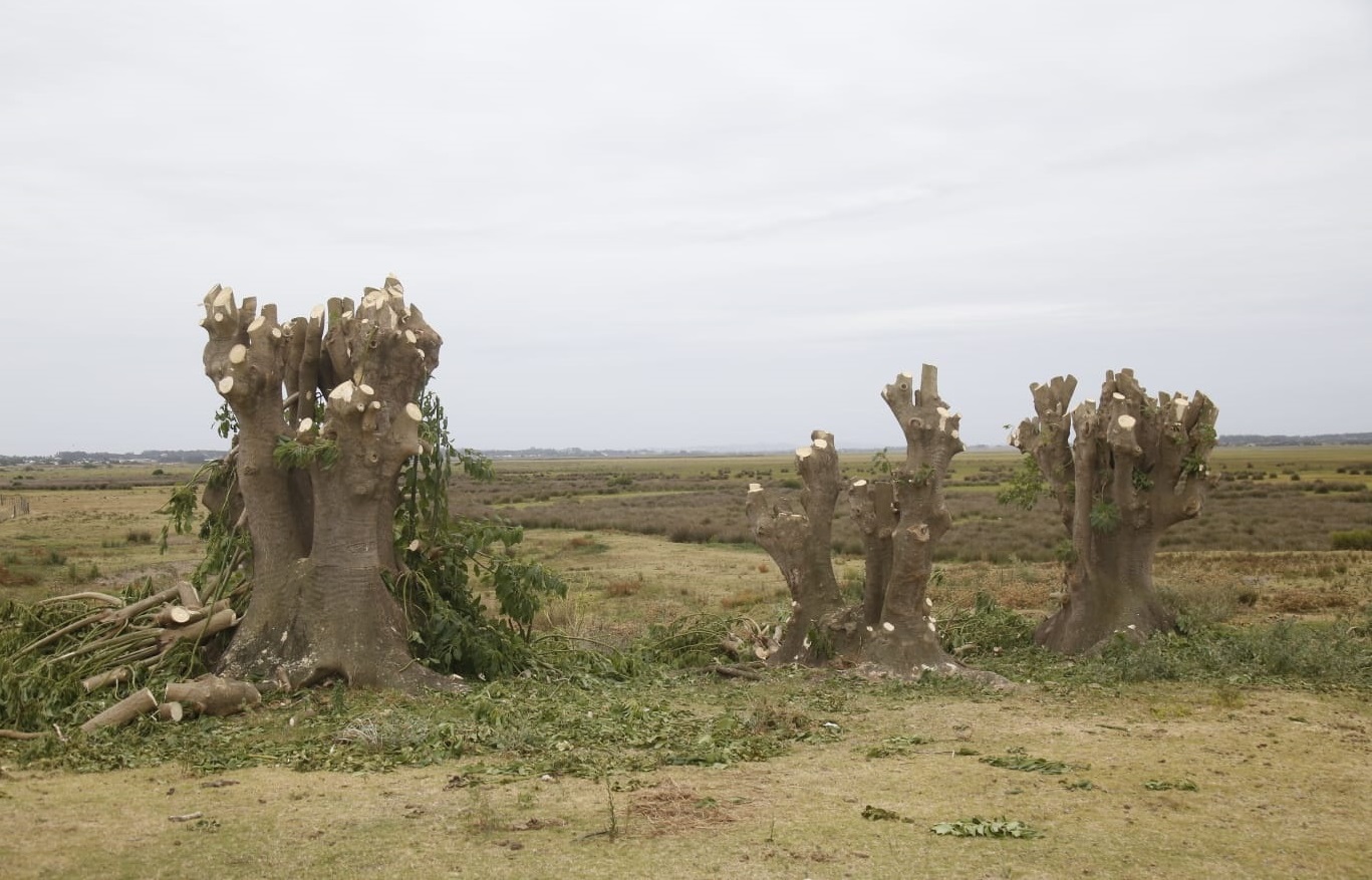 Ombues_Talados-1 Ombues_Talados-1