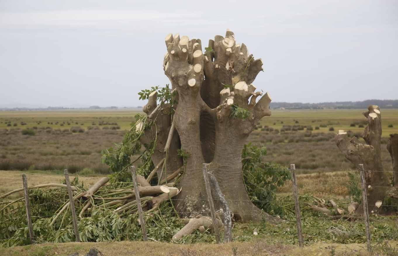 Ombues_Talados-3 Ombues_Talados-3