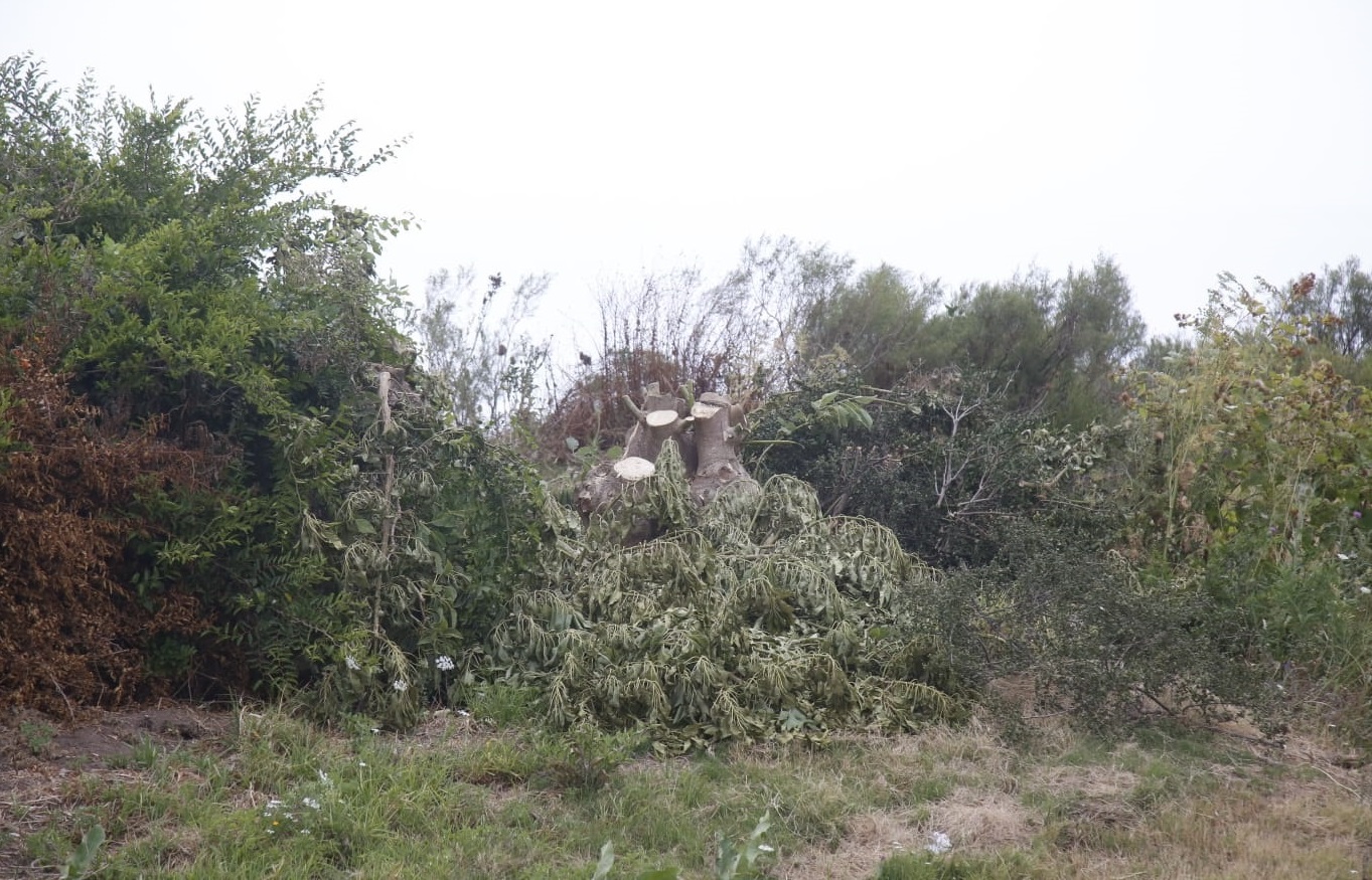 Ombues_Talados-4 Ombues_Talados-4