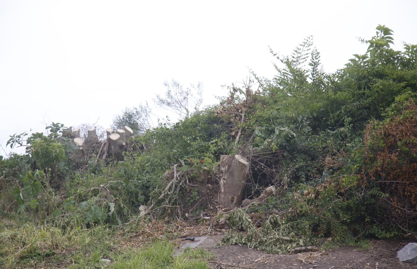 Ombues_Talados-5 Ombues_Talados-5