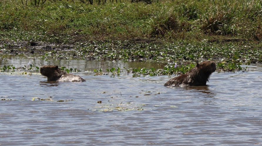 Visita_Parque_Ibera-5