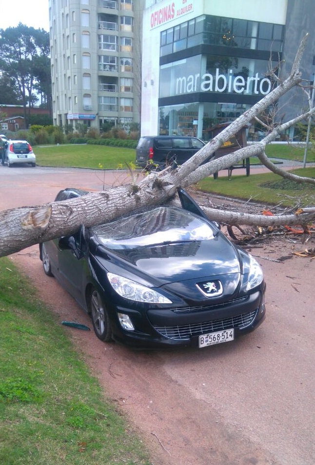 Caida_Arbol-3