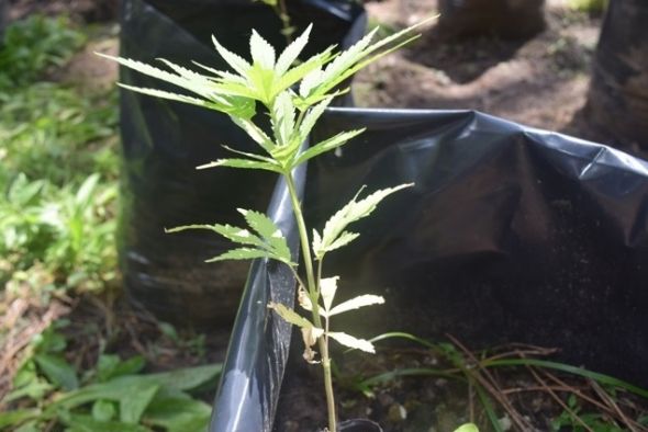 Plantio_Marihuana-2