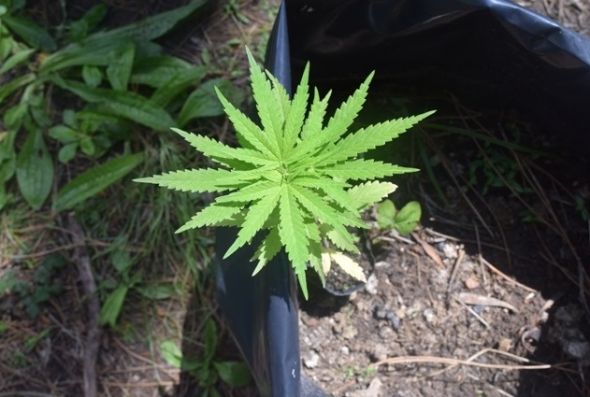 Plantio_Marihuana-3