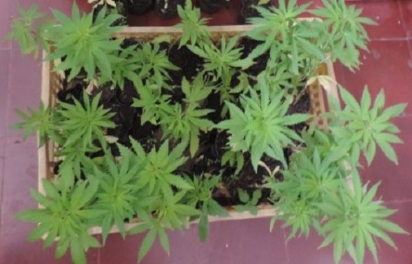 Plantio_Marihuana-4