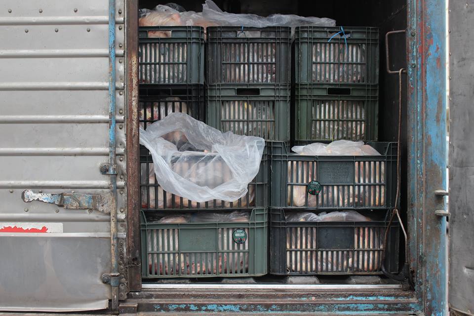 Pollo_Podrido-2