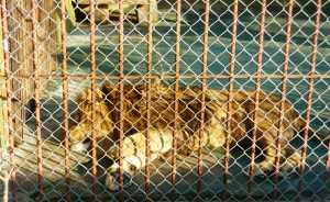 El felino todavía permanece en su jaula del zoológico de San Carlos esperando un lugar mas adecuado. 