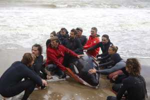 Orca varada en Playa Mansa