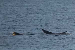 Varias ballenas francas se dejaron ver esta mañana en la Playa Mansa.