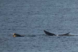 Varias ballenas francas se dejaron ver esta mañana en la Playa Mansa.