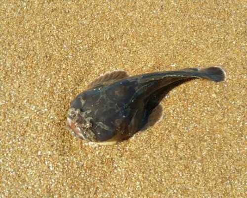 Uno de los tantos peces "sapo" aparecidos ayer en playas de la Mansa.
