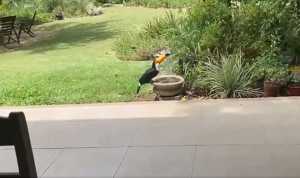 Captura de video tomando agua en un jardín de balneario Solís.