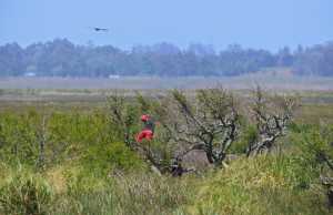 Un adolescente destrozando un nido de aves en medio del humedal del arroyo Maldonado.