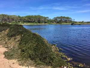 Trabajos de poda subacuática que se realizan en forma permanente en la Laguna del Diario. Este año se sumarán trabajos de refulado de barro