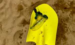 La Fragata Portuguesa encontrada en la playa de la Parada 31 de la Mansa, en Maldonado