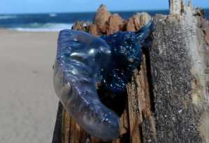 Este ejemplar de Fragata Portuguesa apareció en la zona de Punta Piedras del Chileno éste sábado.