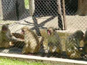 El zoológico también tiene superpoblación de monos. 