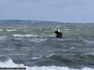 La orca fotografiada por Álvaro Pérez Tort días atrás, frente a La Barra.