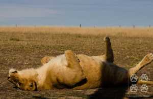 Varios felinos de distintos zoológicos uruguayos ya están en grandes reservas de otros países.