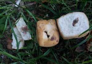 Trozos de la galleta envenenada arrojados junto a un contenedor de residuos.