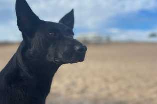 perro