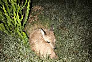 El venado de campo nacido hace poco menos de una semana en la ECFA.
