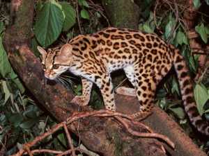 Ejemplar de Margay. Foto meramente ilustrativa.