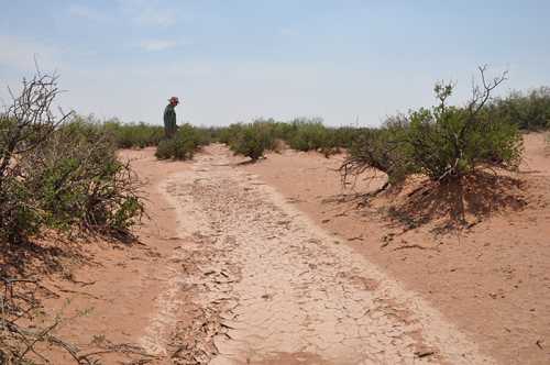 Ejemplo de invasión arbustiva en Nuevo México, Estados Unidos, donde el arbusto Mesquita (Prosopis glandulosa) ha invadido un pastizal previamente dominado por el pasto Boutelua eriopoda.