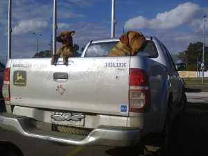 perros