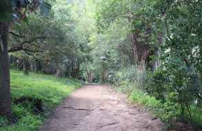 Importantes paseos de Maldonado cerrados al público por alto riesgo de incendios forestales