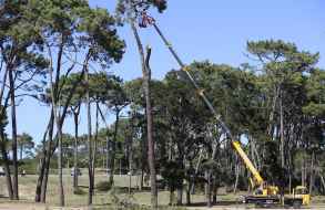 Avanzan trabajos de inspección, tala y poda de grandes árboles en distintos espacios públicos