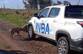Preocupa en San Carlos misteriosa desaparición de gatos y perros que ocurre desde hace varias semanas